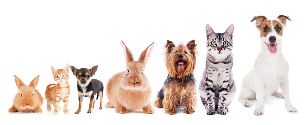 animales